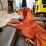 dog, brown_dog, leather_couch, indoor, relaxed, looking_away, stone_wall, vintage_stove, dining_table, jackets, yellow_jacket, black_jacket, floor_tiles, cozy_room, furniture, pet, animal, side_view, resting, domestic