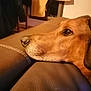 dog, brown_dog, side_profile, resting, leather_couch, indoor, warm_lighting, pet, animal, close_up, head, snout, ears, fur, home, furniture, relaxed, calm, domestic, mammal