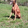 dog, brown_dog, grass, outdoor, nature, tongue_out, sitting, sunny_day, trees, hill, canine, pet, animal, field, mammal, happy, daylight, open_space, rural, scenery