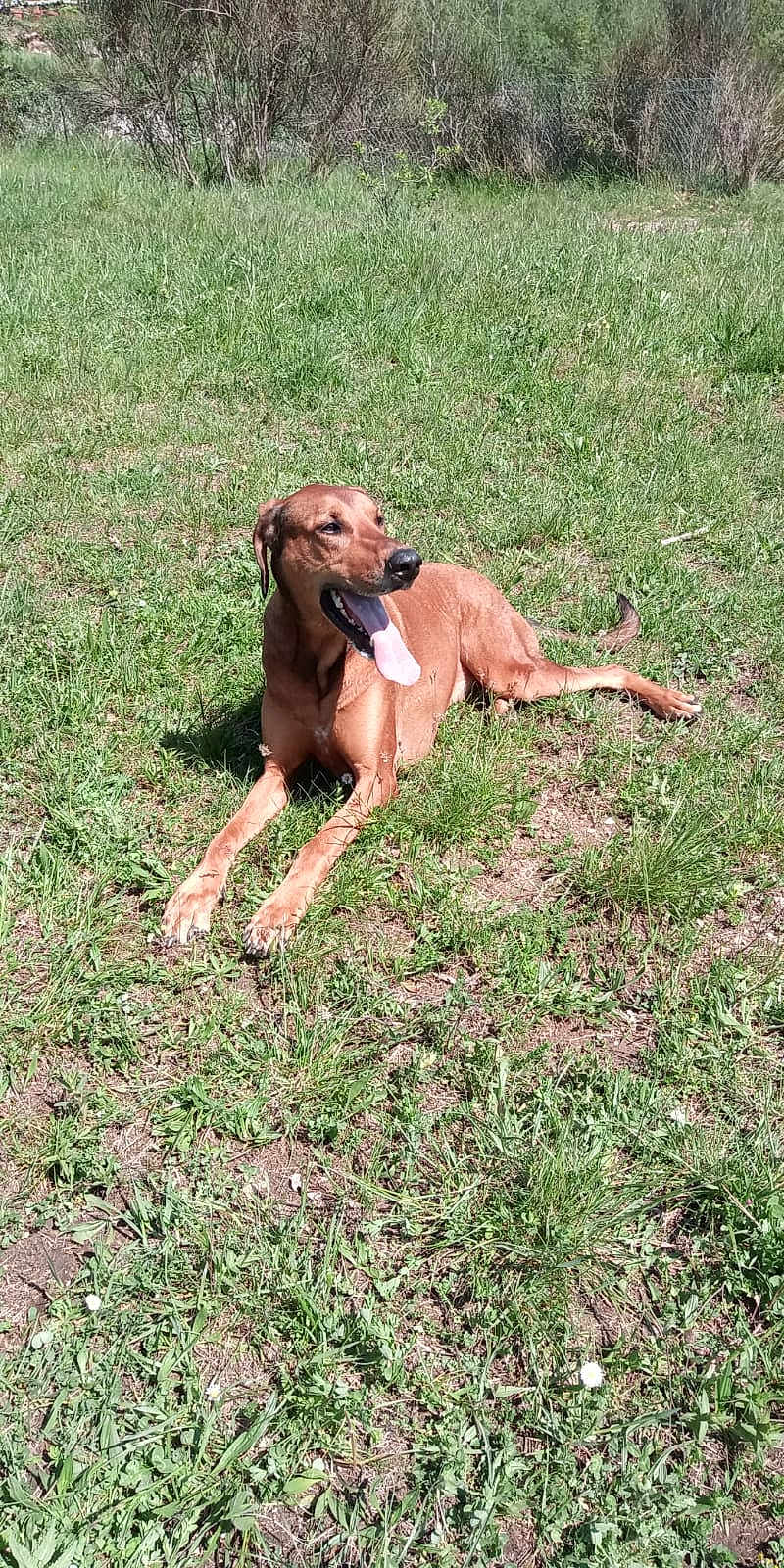 Odin