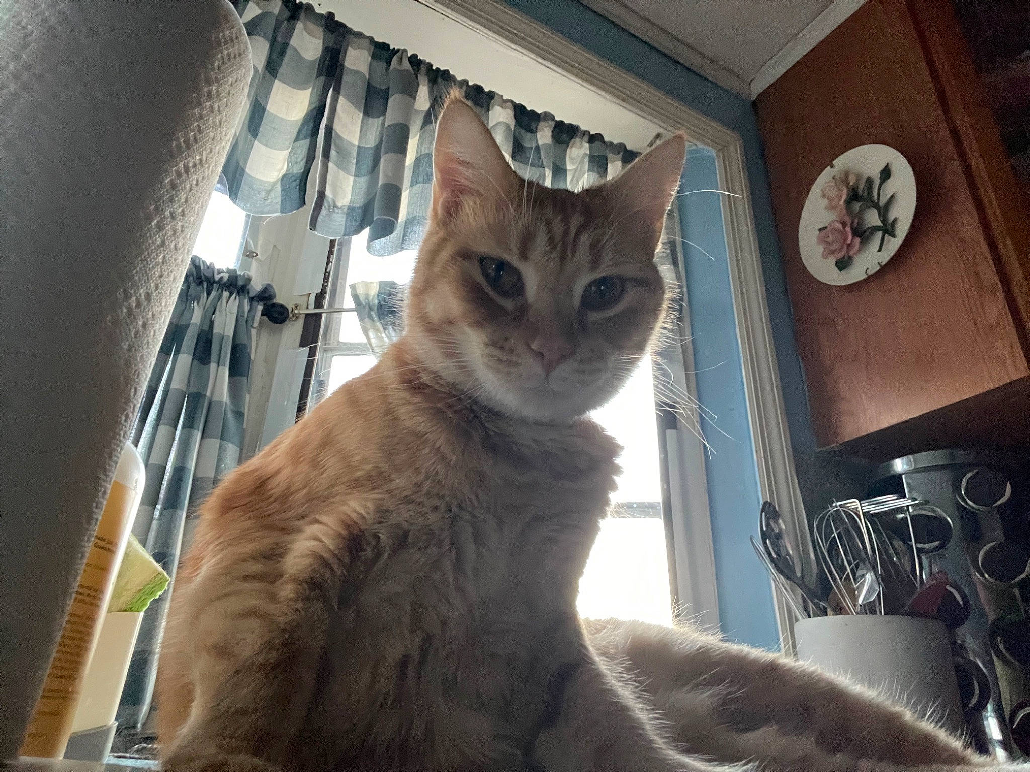 Peach joined the competition — help win amazing prizes! carnivore, cat, cat_supply, curtain, domestic_short_haired_cat, door, felidae, fur, pet_supply, small_to_medium_sized_cats, snout, tail, terrestrial_animal, tree, whiskers, window, wood