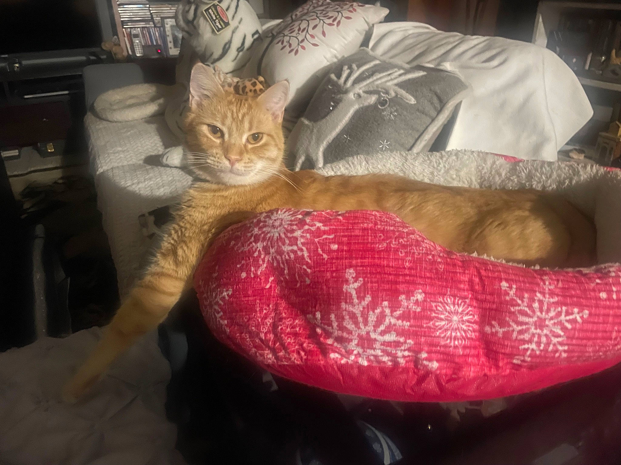 Peach is registered to the contest to win money with this photo: carnivore, cat, cat_bed, cat_supply, claw, comfort, domestic_short_haired_cat, fawn, felidae, fur, linens, nap, paw, room, sitting, small_to_medium_sized_cats, tail, thread, whiskers, wool