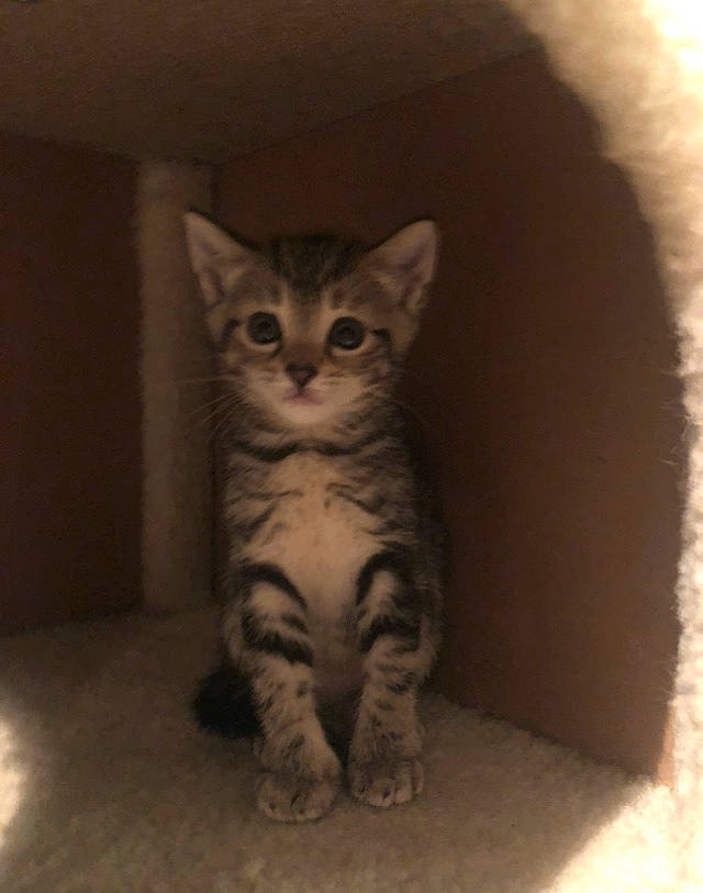 Mapas joined the competition — help win amazing prizes! beige, carnivore, cat, domestic_short_haired_cat, fawn, felidae, floor, flooring, fur, iris, kitten, paw, small_to_medium_sized_cats, snout, tabby_cat, tail, terrestrial_animal, toe, vertebrate, whiskers