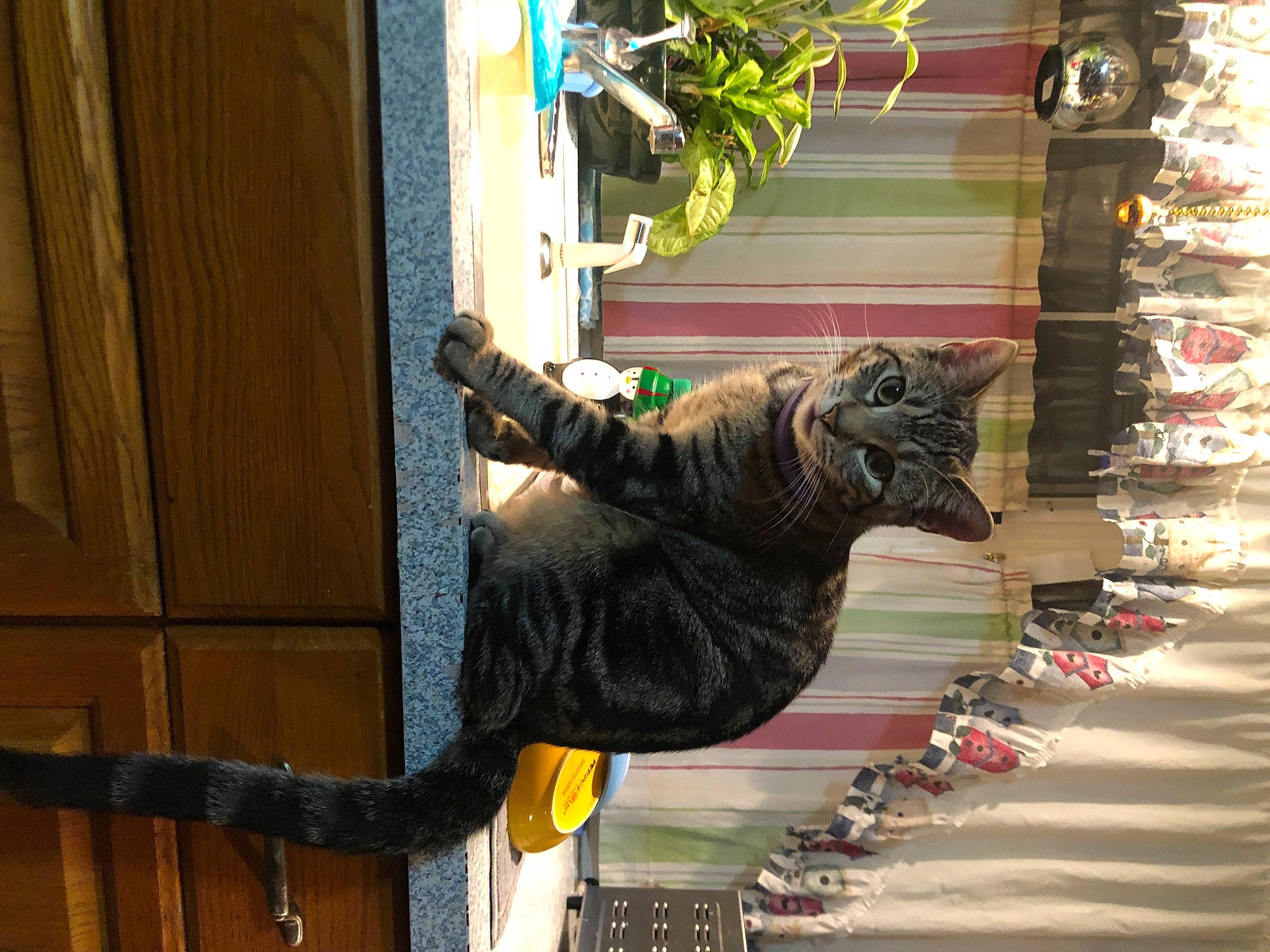 Mapas is registered to the contest to win money with this photo: carnivore, cat, felidae, fur, small_to_medium_sized_cats, tabby_cat, tail, whiskers