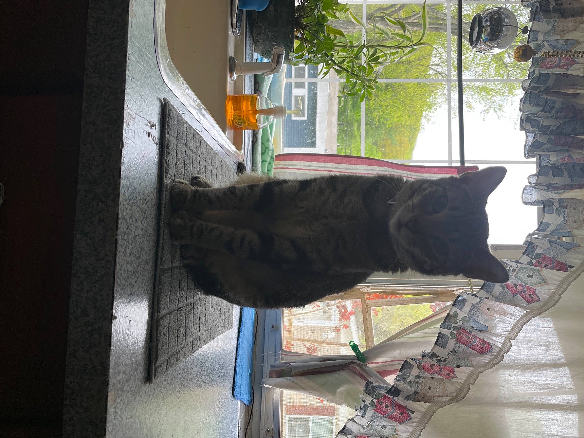 Mapas is registered to the contest to win money with this photo: black_cat, carmine, carnivore, cat, domestic_short_haired_cat, felidae, fur, plant, room, sculpture, shelf, small_to_medium_sized_cats, tail, tints_and_shades, tree, wood