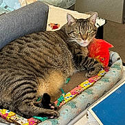 Beau is registered to the contest to win money with this photo: armchair, blue_box, cardboard_box, cat, cat_bed, closeup, couch, cozy, green_eyes, indoor, patterned_blanket, paws, pet, plush_toy, relaxed, sleeping_area, striped_fur, tabby_cat, toy_fish, whiskers