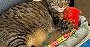 Beau is registered to the contest to win money with this photo: armchair, blue_box, cardboard_box, cat, cat_bed, closeup, couch, cozy, green_eyes, indoor, patterned_blanket, paws, pet, plush_toy, relaxed, sleeping_area, striped_fur, tabby_cat, toy_fish, whiskers