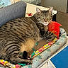 Beau is registered to the contest to win money with this photo: armchair, blue_box, cardboard_box, cat, cat_bed, closeup, couch, cozy, green_eyes, indoor, patterned_blanket, paws, pet, plush_toy, relaxed, sleeping_area, striped_fur, tabby_cat, toy_fish, whiskers
