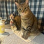 Beau is registered to the contest to win money with this photo: abyssinian, animal, architecture, blanket, building, cat, couch, face, furniture, hardwood, head, homedecor, indoors, kitten, linen, livingroom, manx, person, pet, wood