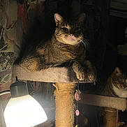 Beau joined the competition — help win amazing prizes! cat, cat_tree, cozy, domestic, feline, furniture, indoor, lamp, looking_at_camera, nighttime, paws, perched, pet, portrait, relaxed, scratching_post, spotlight, tabby_cat, toy, whiskers