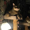 Beau joined the competition — help win amazing prizes! cat, cat_tree, cozy, domestic, feline, furniture, indoor, lamp, looking_at_camera, nighttime, paws, perched, pet, portrait, relaxed, scratching_post, spotlight, tabby_cat, toy, whiskers