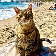 Beau joined the competition — help win amazing prizes! cat, tabby_cat, beach, sand, towel, ocean, waves, sunny, daytime, animal, pet, outdoor, nature, relaxing, vacation, shoreline, sky, people, coast, scenic