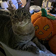 Beau is registered to the contest to win money with this photo: animal, carpet, cat, cat_tree, couch, cozy, curious, decorations, furniture, green, home_decor, indoor, jack_o_lantern, orange, pet, plush_pumpkin, relaxed, soft_toy, tabby, whiskers