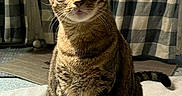 Beau is registered to the contest to win money with this photo: animal, cat, checkered, closeup, cozy, curtain, domestic_cat, ears, feline, floor, indoor, pet, portrait, sitting, soft_light, striped_fur, tabby, tail, towel, whiskers