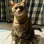 Beau is registered to the contest to win money with this photo: animal, cat, checkered, closeup, cozy, curtain, domestic_cat, ears, feline, floor, indoor, pet, portrait, sitting, soft_light, striped_fur, tabby, tail, towel, whiskers