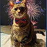 cat, tabby, party_hat, bow_tie, fireworks, celebration, blanket, indoor, festive, animal, pet, cute, striped, sitting, holiday, patriotic, adorable, feline, costume, background