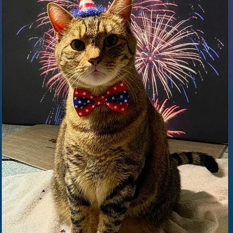 Beau is registered to the contest to win money with this photo: cat, tabby, party_hat, bow_tie, fireworks, celebration, blanket, indoor, festive, animal, pet, cute, striped, sitting, holiday, patriotic, adorable, feline, costume, background