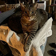 Beau joined the competition — help win amazing prizes! cat, tabby, animal, pet, indoor, towel, plastic_container, furniture, relaxed, curious, household, carpet, paws, feline, domestic, resting, two_cats, dim_lighting, room, cozy