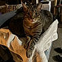 cat, tabby, animal, pet, indoor, towel, plastic_container, furniture, relaxed, curious, household, carpet, paws, feline, domestic, resting, two_cats, dim_lighting, room, cozy
