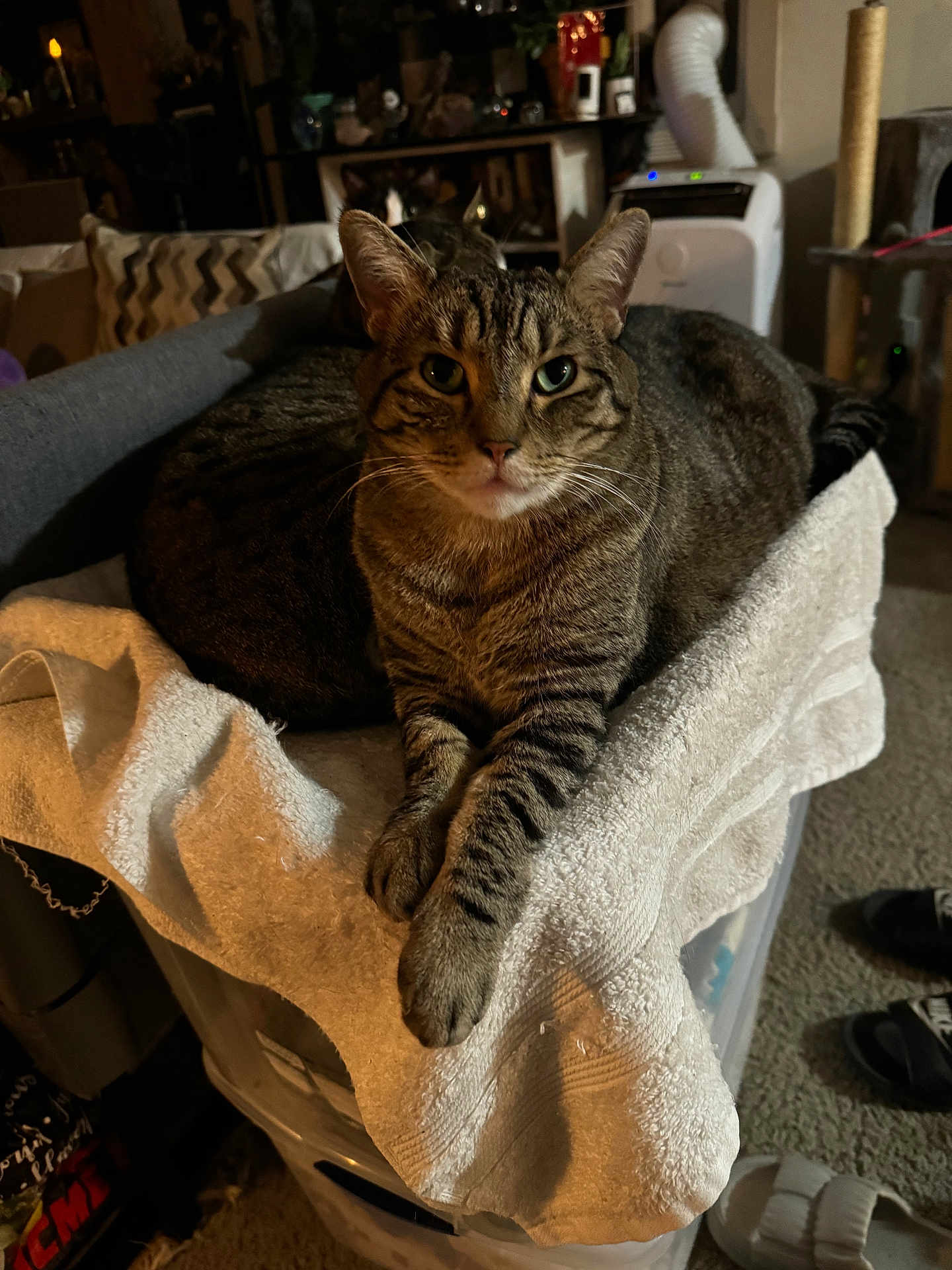 Beau