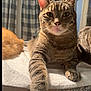 Beau is registered to the contest to win money with this photo: animal, brown, cat, closeup, curtains, cute, domestic_animal, feline, fur, indoor, mammal, orange_cat, paw, pet, relaxed, resting, striped, tabby_cat, towel, whiskers