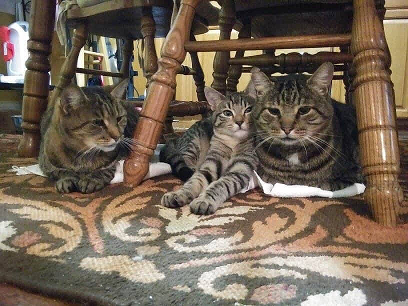 Roger is registered to the contest to win money with this photo: animal_shelter, carnivore, cat, cat_supply, claw, comfort, domestic_short_haired_cat, felidae, fur, mammal, pattern, paw, sitting, small_to_medium_sized_cats, snout, tail, terrestrial_animal, vertebrate, whiskers, wood