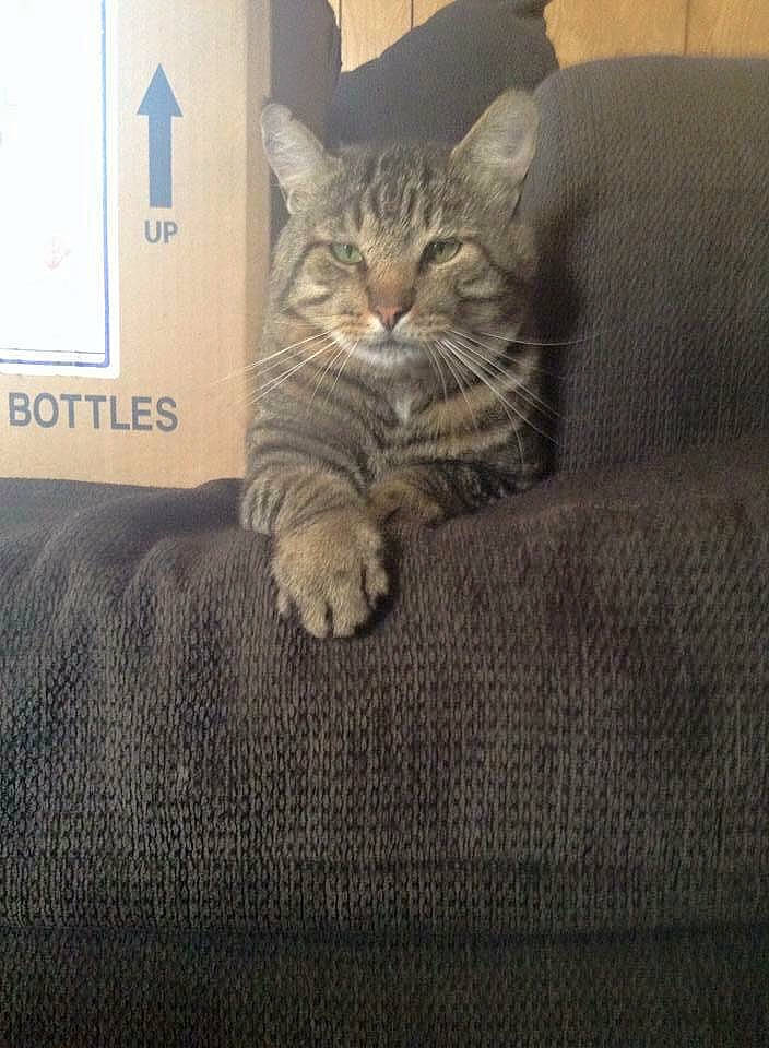 Roger joined the competition — help win amazing prizes! carnivore, cat, comfort, domestic_short_haired_cat, door, felidae, flooring, fur, grey, linens, paw, room, small_to_medium_sized_cats, snout, tail, textile, whiskers, window, wood, woven_fabric