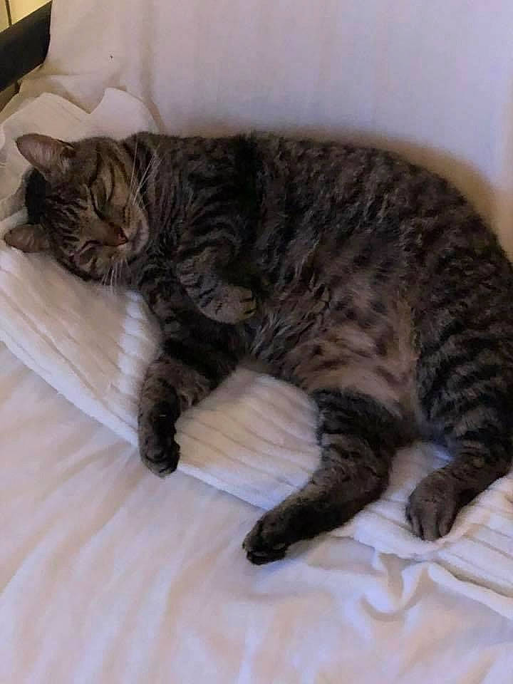 Roger joined the competition — help win amazing prizes! carnivore, cat, claw, comfort, domestic_short_haired_cat, felidae, flooring, fur, grey, nap, paw, sleep, small_to_medium_sized_cats, snout, tail, terrestrial_animal, whiskers