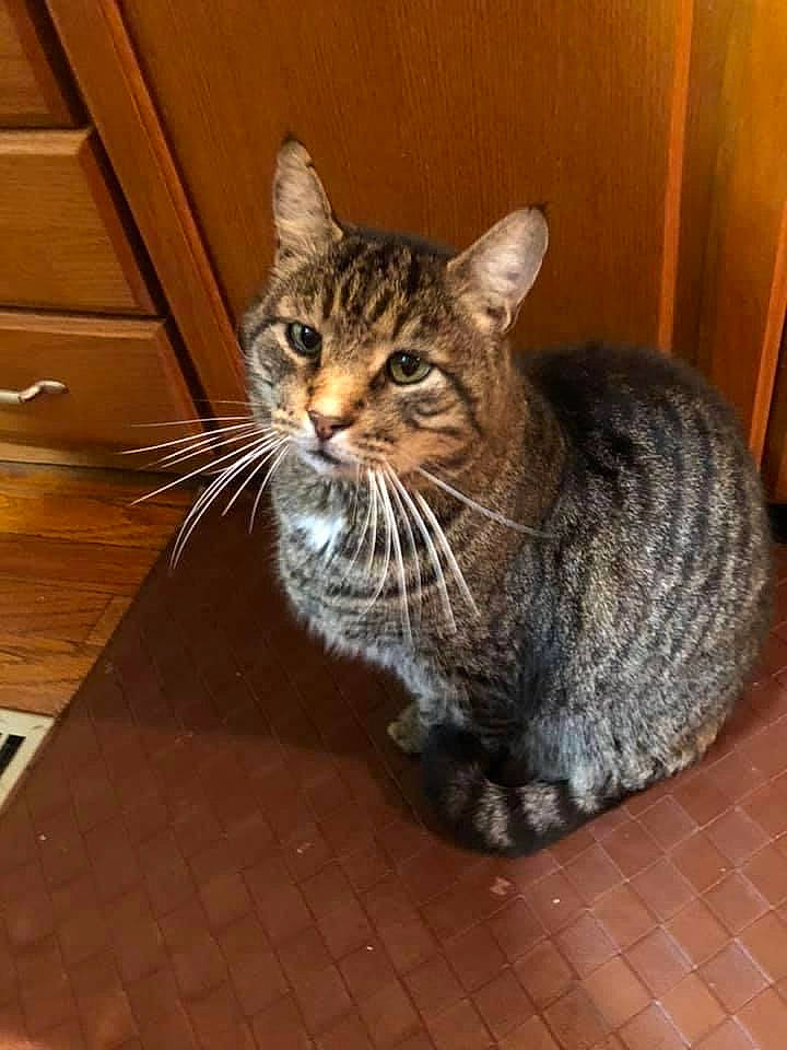 Roger joined the competition — help win amazing prizes! cabinetry, carnivore, cat, cat_supply, domestic_short_haired_cat, door, eye, felidae, floor, flooring, fur, hardwood, sitting, small_to_medium_sized_cats, snout, tail, terrestrial_animal, whiskers, window, wood