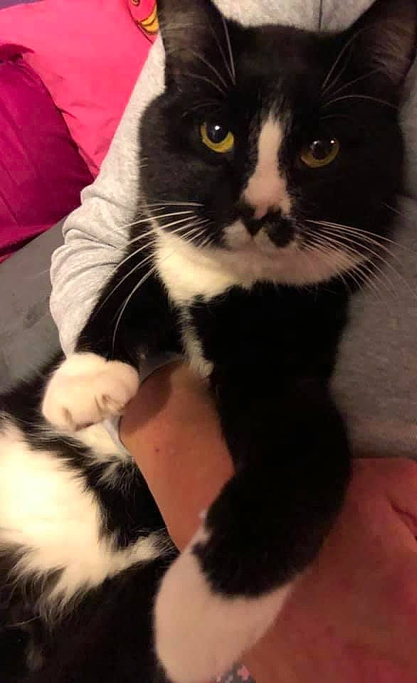 Nike is registered to the contest to win money with this photo: black, black_and_white, carnivore, cat, couch, domestic_short_haired_cat, felidae, fur, pet_supply, pillow, slipcover, small_to_medium_sized_cats, snout, style, tail, terrestrial_animal, throw_pillow, vertebrate, whiskers, white