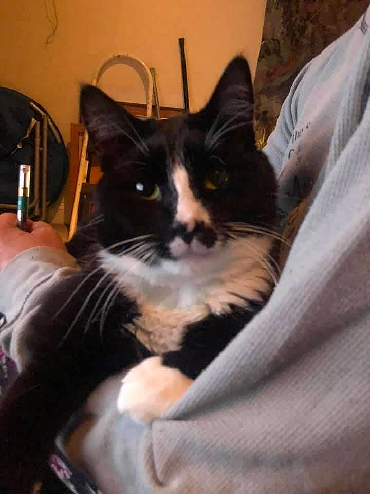 Nike is registered to the contest to win money with this photo: carnivore, cat, comfort, felidae, fur, linens, small_to_medium_sized_cats, snout, sweater, vertebrate, whiskers