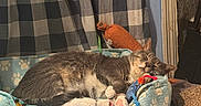Dorian Grey joined the competition — help win amazing prizes! cat, checkered_pattern, cozy, curtain, domestic_cat, feline, flooring, food_bowl, gray_cat, household, indoor, paw_prints, pet_bed, relaxed, resting, scratching_post, sleeping, toys, water_bowl, white_cat
