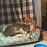 cat, sleeping, pet_bed, paw_prints, indoor, toys, food_bowl, water_bowl, gray_cat, white_cat, cozy, resting, curtain, checkered_pattern, flooring, scratching_post, feline, domestic_cat, relaxed, household