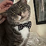 cat, gray_tabby, bow_tie, pet, hand, indoor, framed_picture, giraffe, wall, decor, blanket, cozy, feline, whiskers, fur, domestic_animal, cute, expression, portrait, close_up