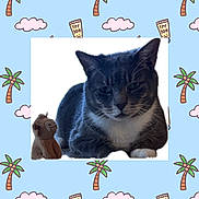 Dorian Grey joined the competition — help win amazing prizes! animal, background_pattern, blue_background, camel, cat, cloud, coconut, cute, gray_cat, indoor, laying_down, palm_tree, pet, plush_toy, portrait, relaxed, stuffed_animal, sunscreen, toy, white_fur