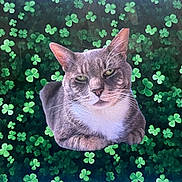 Dorian Grey is registered to the contest to win money with this photo: animal, cat, centered, closeup, clover, cute, ears, eyes, feline, foliage, green, leaves, nature, pattern, pet, portrait, relaxed, sitting, tabby, whiskers