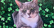 Dorian Grey is registered to the contest to win money with this photo: animal, cat, centered, closeup, clover, cute, ears, eyes, feline, foliage, green, leaves, nature, pattern, pet, portrait, relaxed, sitting, tabby, whiskers