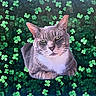 Dorian Grey is registered to the contest to win money with this photo: animal, cat, centered, closeup, clover, cute, ears, eyes, feline, foliage, green, leaves, nature, pattern, pet, portrait, relaxed, sitting, tabby, whiskers