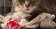 Dorian Grey is registered to the contest to win money with this photo: animal, cat, checkered_pattern, close_up, cozy, curtain, feline, fish_toy, floor, focused, green_eyes, indoor, pet, playful, plush_toy, resting, soft_texture, tabby_cat, towel, whiskers