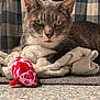 Dorian Grey is registered to the contest to win money with this photo: animal, cat, checkered_pattern, close_up, cozy, curtain, feline, fish_toy, floor, focused, green_eyes, indoor, pet, playful, plush_toy, resting, soft_texture, tabby_cat, towel, whiskers