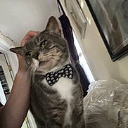 Dorian Grey is registered to the contest to win money with this photo: cat, tabby_cat, bow_tie, pet, indoor, curtain, hand, feline, white_chest, household, window, portrait, blurred, animal, domestic_animal, furniture, wall, decor, gray, mammal