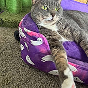 Dorian Grey is registered to the contest to win money with this photo: animal, carpet, cat, cozy, cute, feline, fur, ghost_pattern, green, household, indoor, paw, pet_bed, purple, relaxed, resting, scratching_post, stretching, tabby, whiskers