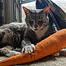Dorian Grey is registered to the contest to win money with this photo: blanket, cat, cozy, curtain, feline, green_eyes, grey_fur, home, indoor, lounging, paw, pet, plush_toy, relaxed, sunlight, toy_carrot, whiskers, white_chest, window, windowsill