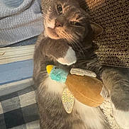 Dorian Grey joined the competition — help win amazing prizes! cat, gray_cat, white_paws, stuffed_toy, bird_toy, plush_toy, lying_down, pet, cozy, soft_blanket, fabric, indoor, relaxed, cute, feline, whiskers, claws, fur, animal, domestic