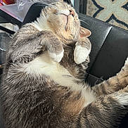 Dorian Grey joined the competition — help win amazing prizes! cat, sleeping, tabby, fur, chair, indoor, pet, cozy, paws, relaxed, whiskers, household, patterned_rug, closeup, domestic, feline, resting, curled_up, cute, soft