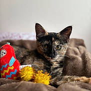 Princesse participe au concours pour gagner de l'argent avec cette photo : animal, blanket, brown_blanket, cat, closeup, cute, ears, feline, fur, indoor, kitten, pet, plush_toy, portrait, red_toy, resting, soft_texture, tortoiseshell, whiskers, yellow_pom_poms