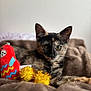 animal, blanket, brown_blanket, cat, closeup, cute, ears, feline, fur, indoor, kitten, pet, plush_toy, portrait, red_toy, resting, soft_texture, tortoiseshell, whiskers, yellow_pom_poms