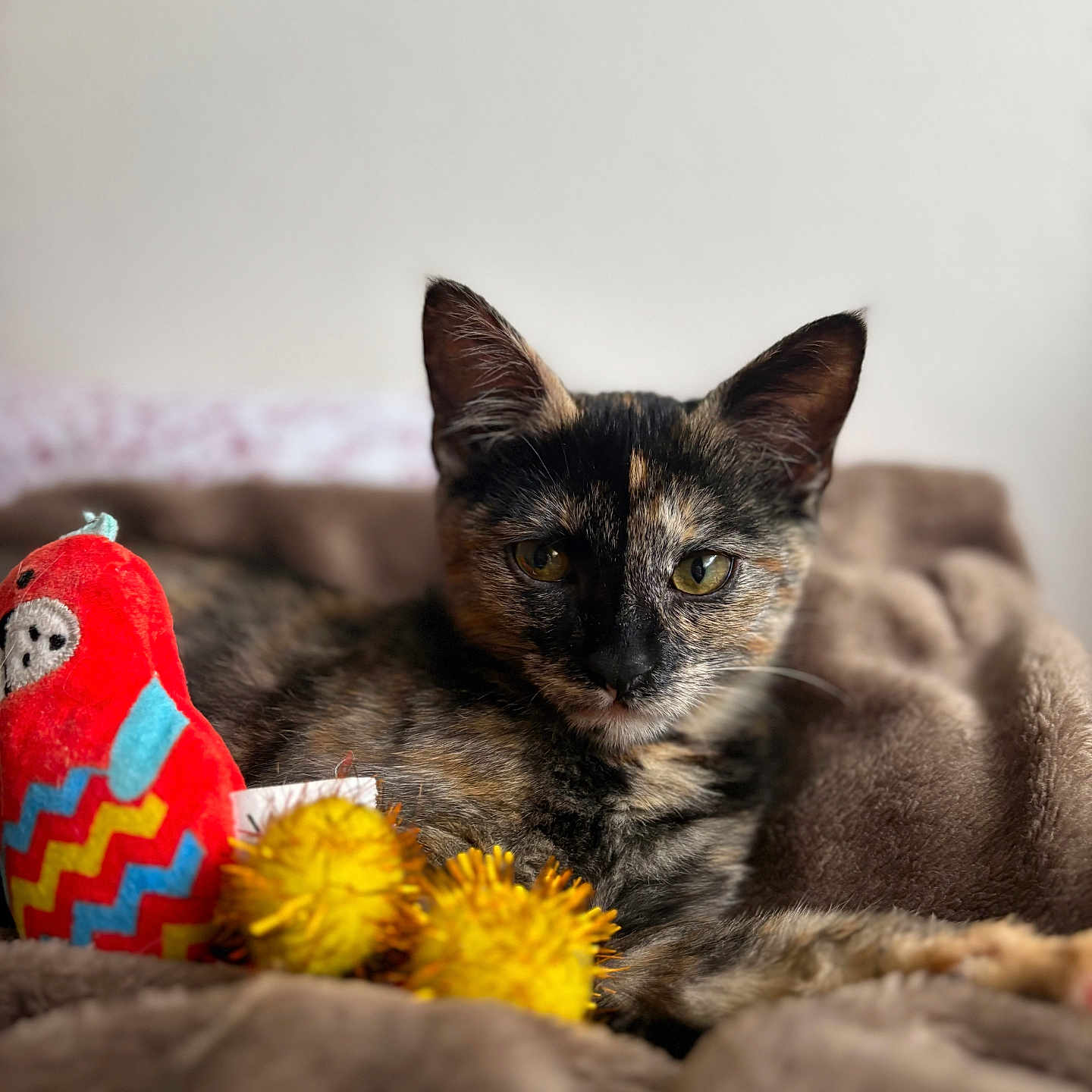 Princesse participe au concours pour gagner de l'argent avec cette photo : animal, blanket, brown_blanket, cat, closeup, cute, ears, feline, fur, indoor, kitten, pet, plush_toy, portrait, red_toy, resting, soft_texture, tortoiseshell, whiskers, yellow_pom_poms