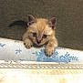Bouboule participe au concours pour gagner de l'argent avec cette photo : kitten, cat, blue_eyes, curious, peeking, paws, floral_pattern, fabric, carpet, indoor, cute, small, fur, animal, pet, whiskers, young, playful, mammal, adorable