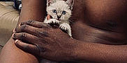 Bouboule a rejoint le concours — aidez-le/la à gagner de superbes lots ! man, kitten, cat, shirtless, holding, blanket, couch, indoor, chain_necklace, furniture, pet, closeup, comfort, resting, domestic_animal, cute, young_cat, human_hand, relaxation, affection